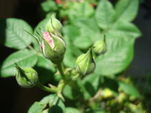 image1424.jpg