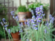 image1427.jpg